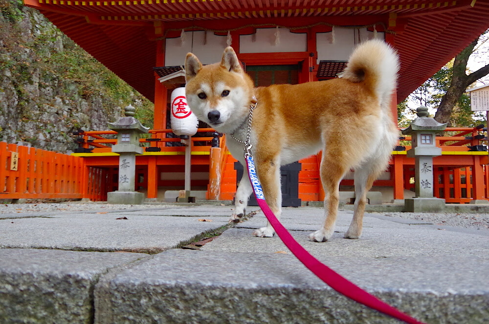 困兽之春,欧冠半决赛之夜,苏亚雷斯如何用一场火焰点亮职业生涯的余烬