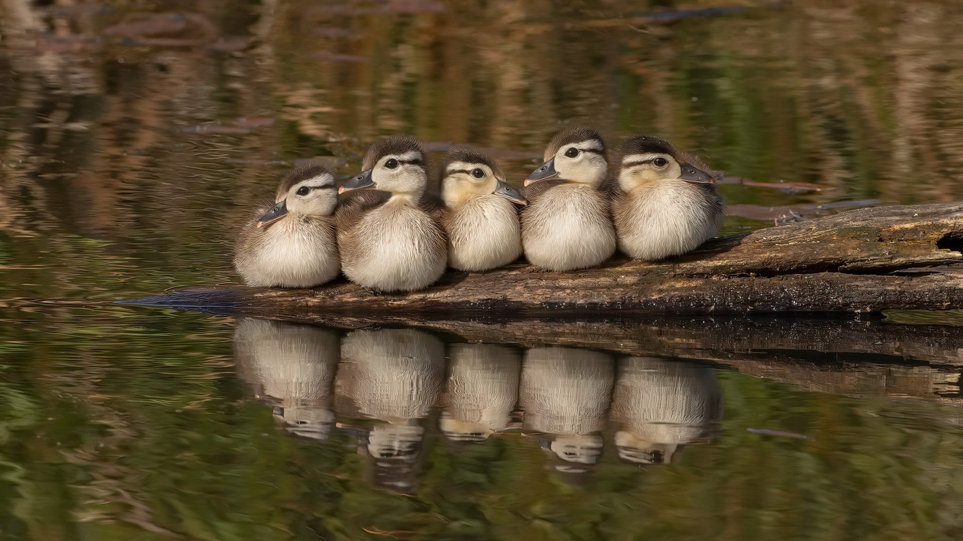 爆冷!模拟赛决胜局新疆队绝境逆转湖人,爱德华兹横空出世连砍11分定乾坤
