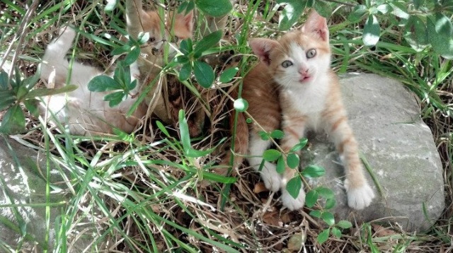 绿茵场冰球场折射同一束光—冠军之心与冷门之美