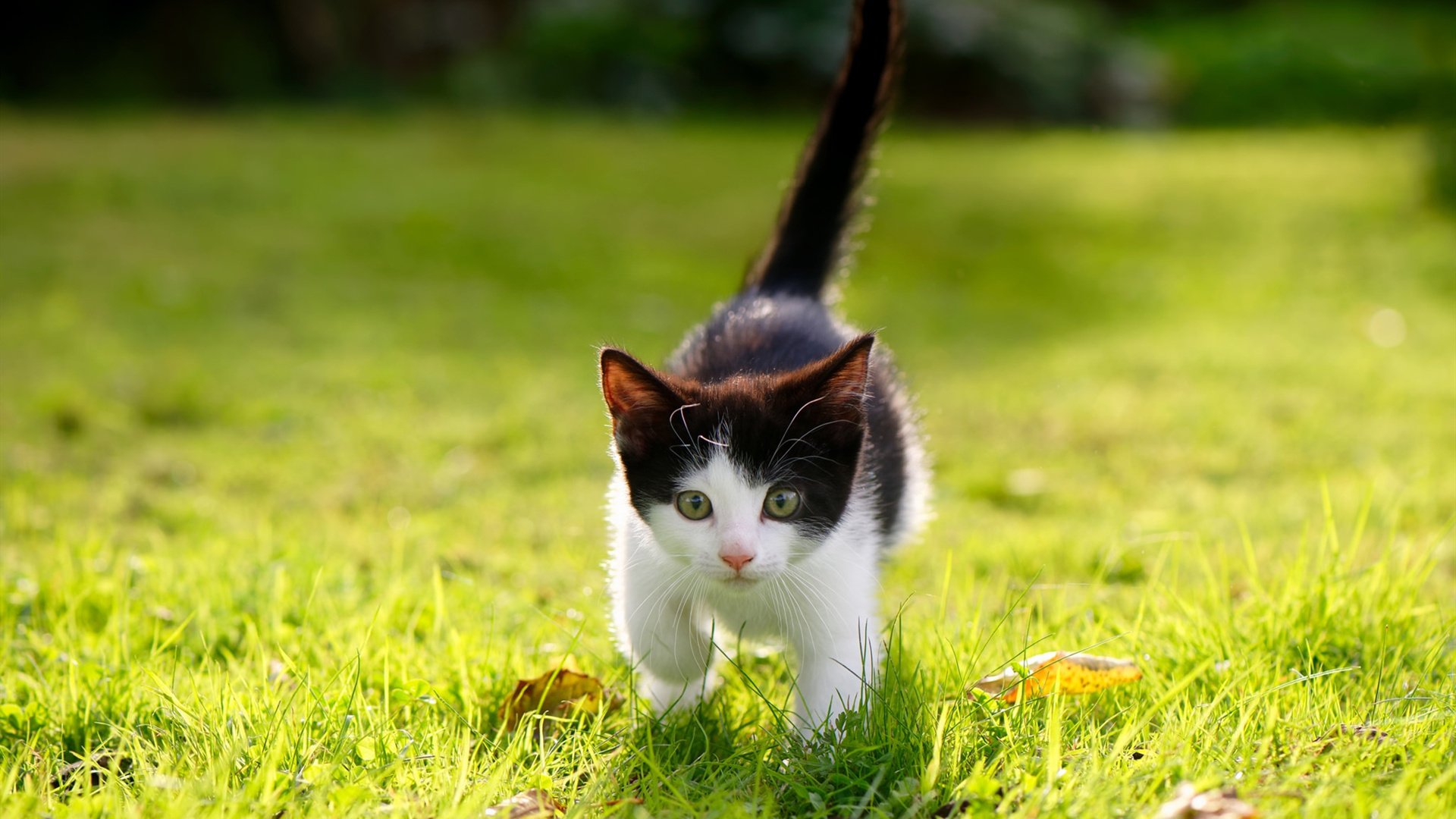 隐形利刃，阿拉巴一锤定音，书写意甲焦点夜的沉默史诗