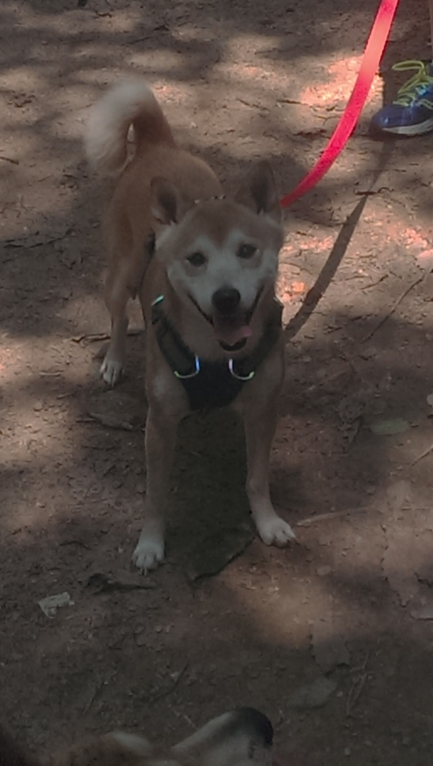 库尔图瓦在美加墨世界杯的神奇一夜，当鱼腩爆冷掀翻卫冕冠军，世界第一门将如何见证历史并亲手接管比赛？