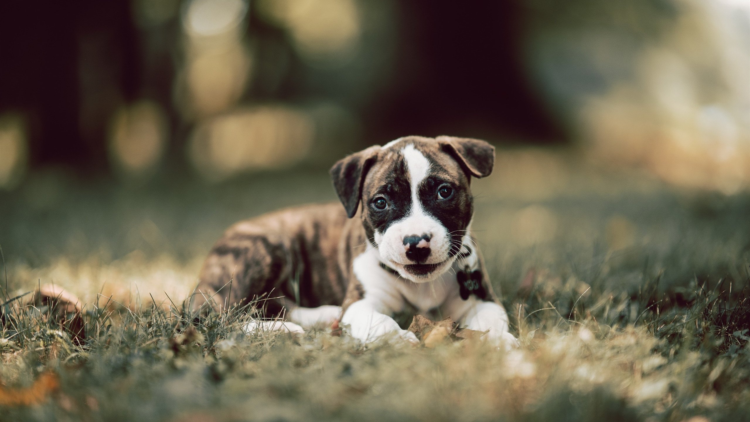 福克斯满分表演背后的团队齿轮，76人为何能碾压新疆？