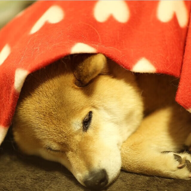 沉默火山,当哈利伯顿在勇士高压下完成心理爆破