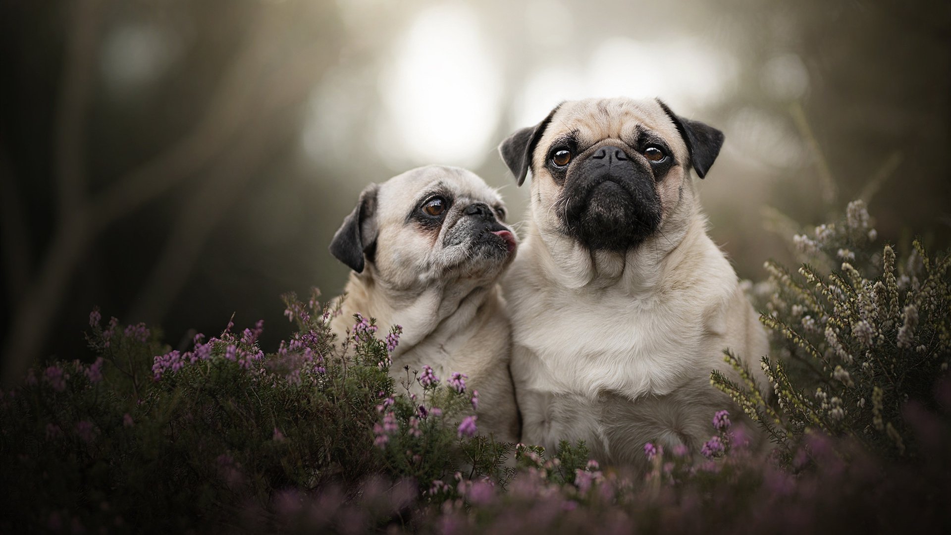 伊朗风暴席卷酋长球场,当门迪定律在阿森纳门前显灵