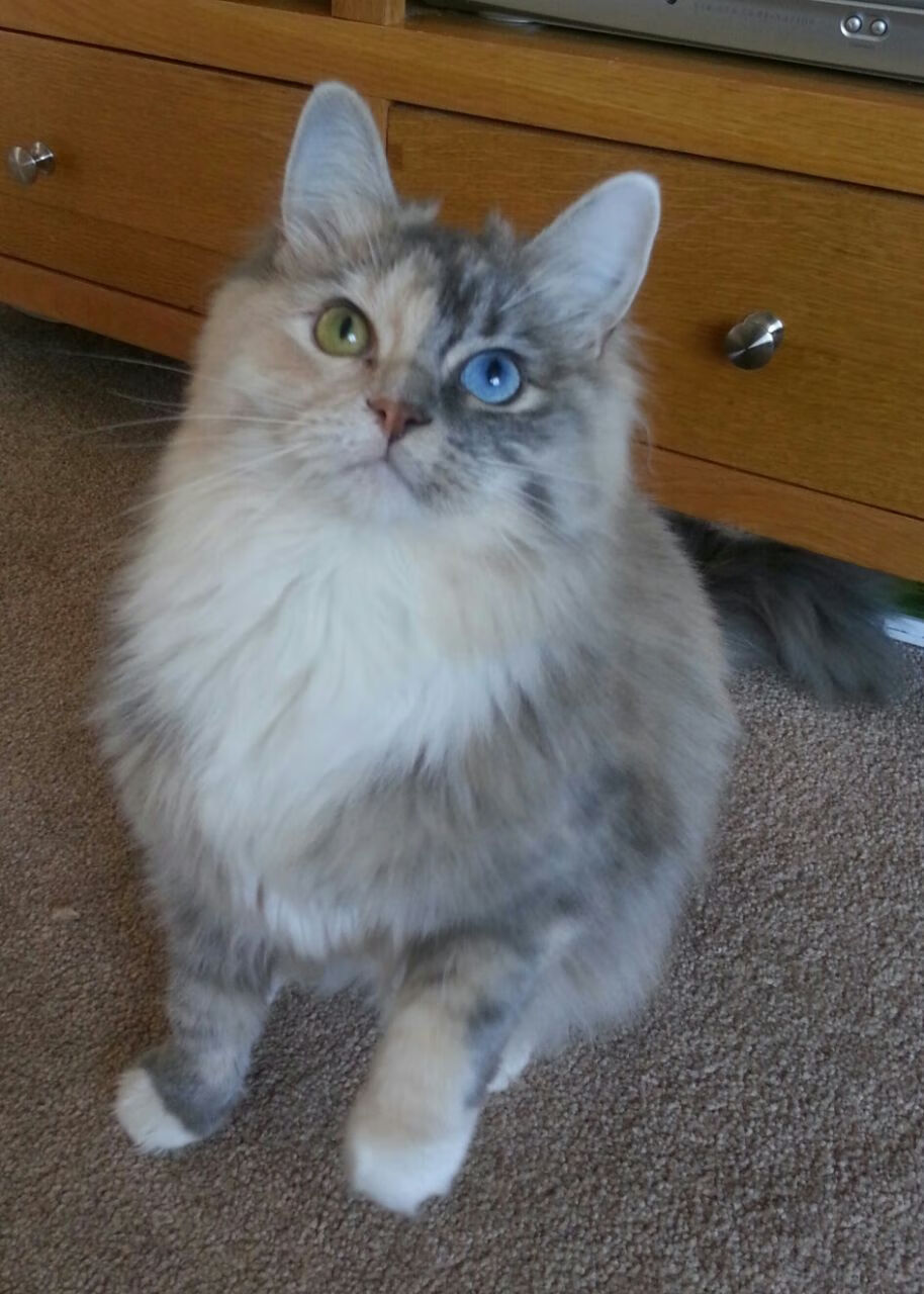 命运齿轮，于今夜转动