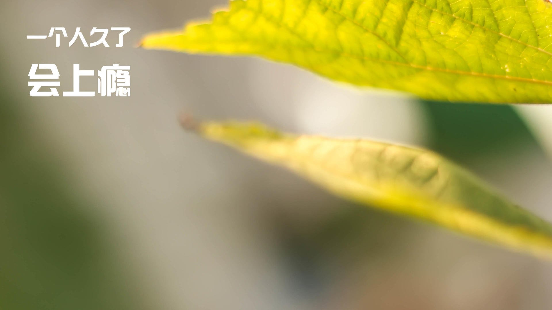 史诗级碾压！广厦主场狂胜奇才41分，福克斯末节封神导演屠杀