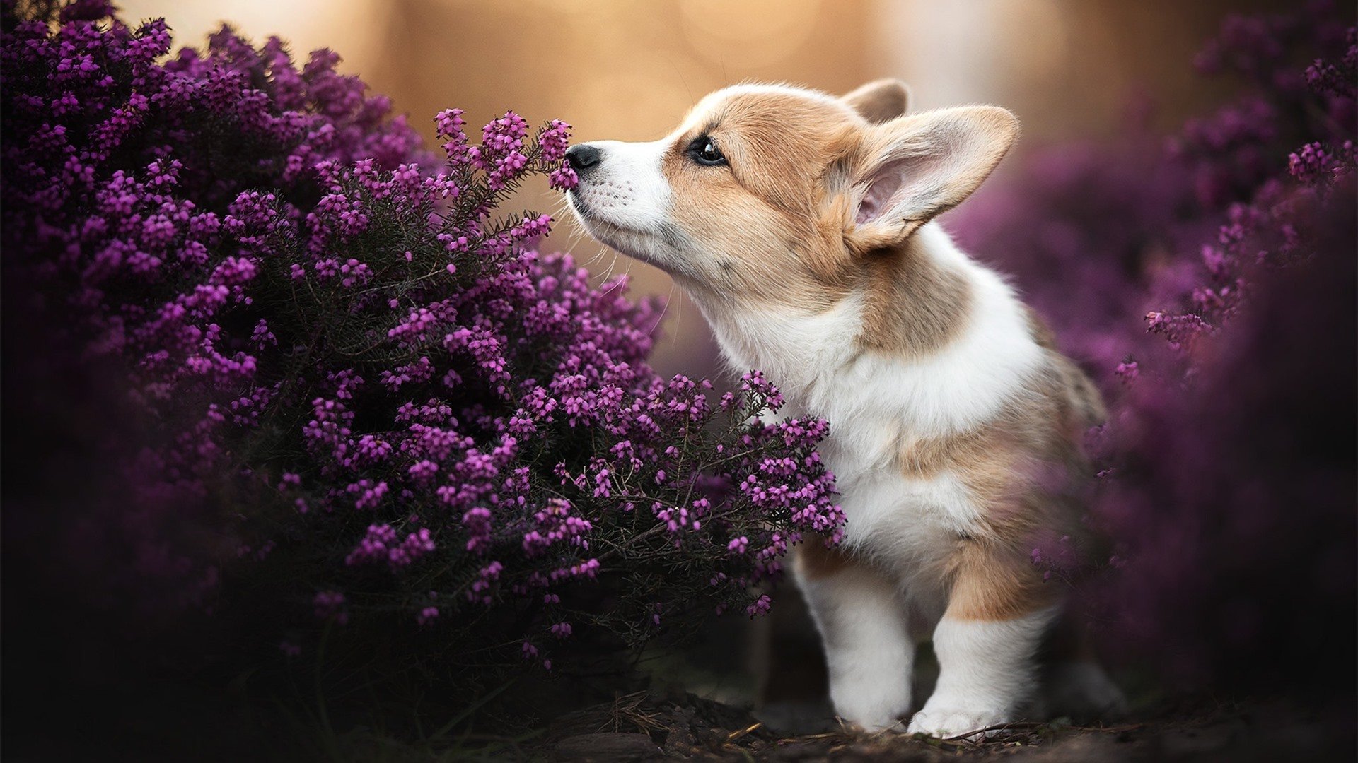英格拉姆一剑封喉！雷霆13记三分难阻绿军逆转，新关键先生诞生