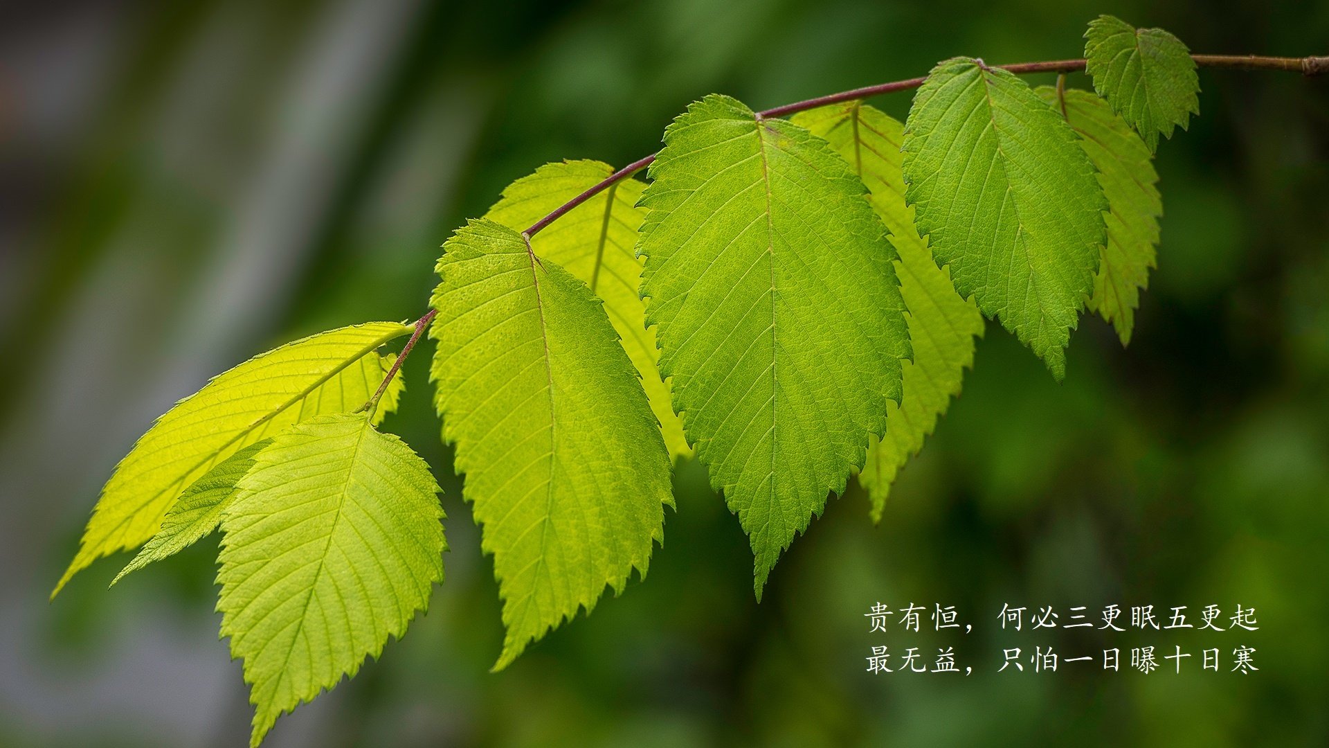 唯一的公式，当澳大利亚的坚韧撞上日本的精密，却由莱万多夫斯基写下最终解